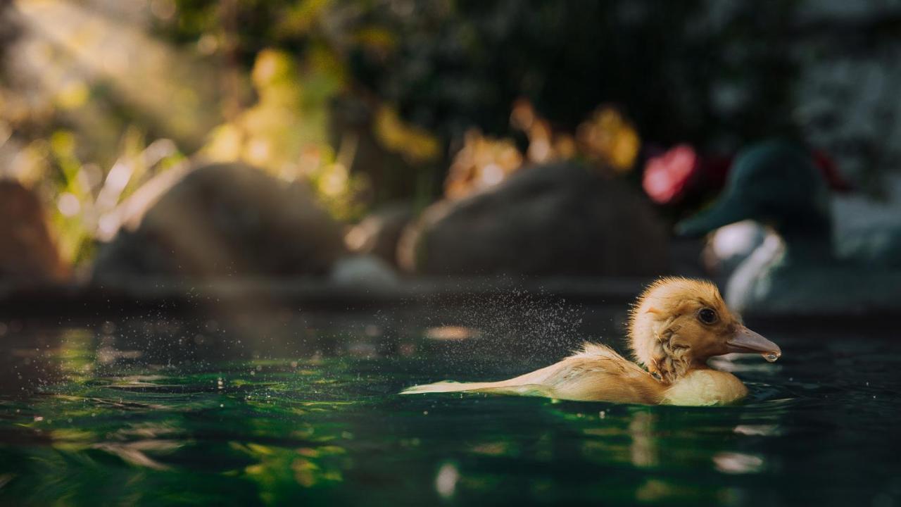 Vila Casuta De Sub Deal - Ciubar Si Piscina Măgura Exteriér fotografie